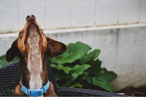 CBD Öl Hund? 4 Gesundheitstipps für deinen Vierbeiner
