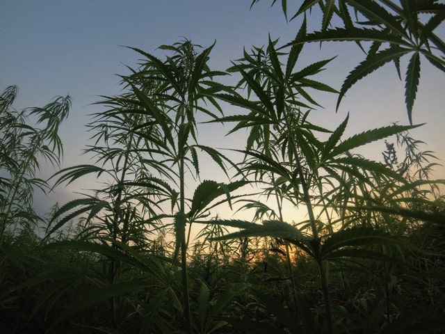 Cannabis bzw. Hanf Pflanze 