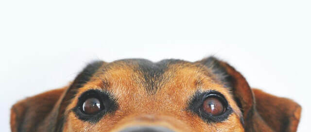 Kann CBD Öl gegen Arthrose bei Hunden helfen?