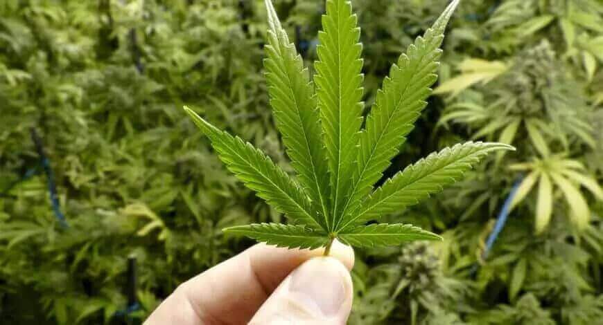cbd cannabis Blatt