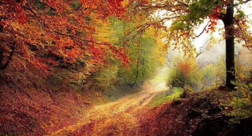 Herbst Weg