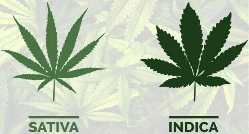 Cannabis Sativa Indica: Wo Liegt Der Unterschied? 3 Tipps