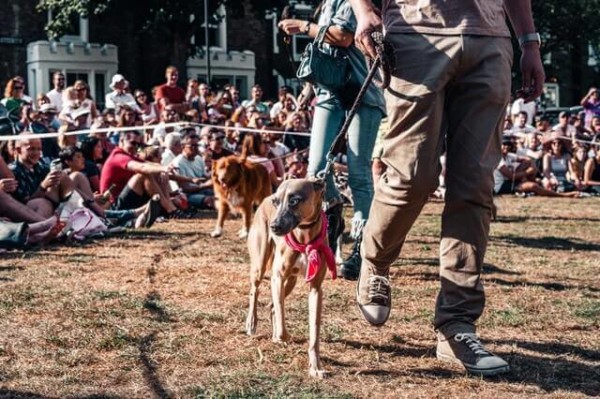 Beruhigungsmittel Hunde Test der Vergleich [9 Tipps]