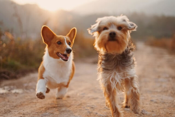 Überdrehten Hund beruhigen 3 Beruhigungstipps für Hunde