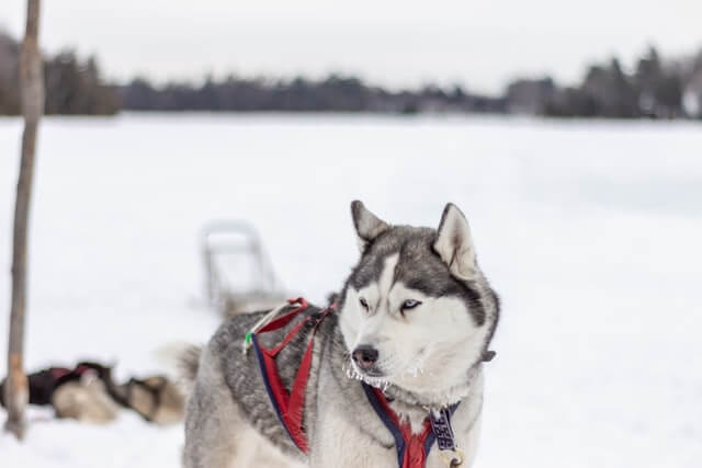 Cannabisöl für Hunde