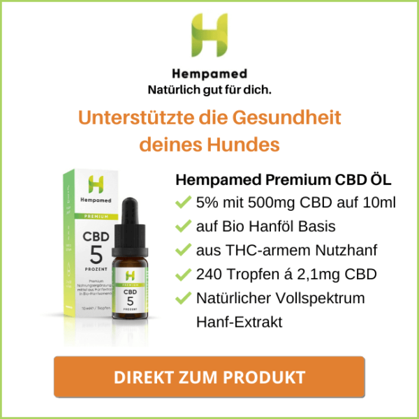 Cannabisöl für Hunde 5 wichtige Tipps zur Anwendung